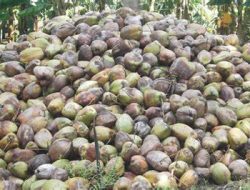 Sentra Kelapa Pemenang, Resmi Dioperasikan, Tapi Belum ‘Hidup’