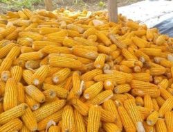 Jagung Basi 48 Miliar, Vonis 4 Tahun, Rakyat Bingung Kok Ringan?