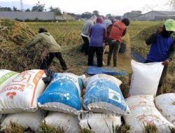 89 Ribu Ton Gabah Diserap Bulog NTB,Langkah Agresif Memenuhi Kebutuhan Beras Masyarakat