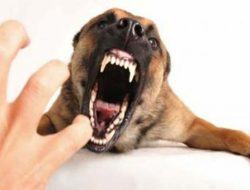 Anggaran Rabies NTB Meledak 4 Kali Lipat! Strategi Baru Lawan 876 Kasus Gigitan di 2024