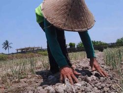 Pupuk Mahal, Petani Teriak, Pemerintah Cuek, Siapa Peduli?