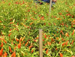 Skandal KUR Fiktif Sembalun, Fakta Mengejutkan di Balik Penjarahan Dana Petani Cabai