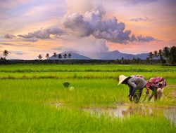 Sawah Digerus, Lombok Terancam Kehilangan Lumbung Pangan!
