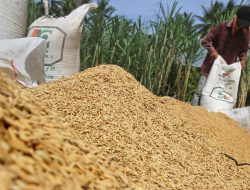 Harga Gabah Melonjak, Pengusaha Beras di Lombok Timur Makin Sulit Bertahan