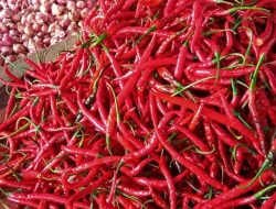 Harga Cabai Naik di Lombok Timur, Tantangan Petani di Tengah Hujan Deras