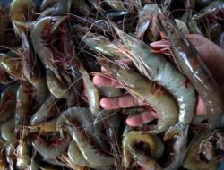 Tambak Udang NTB, Potensi Besar, Masalah Lebih Besar