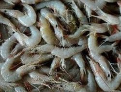 Juara Nasional Produksi Udang, Tapi Masalah Perizinan Masih Jadi PR