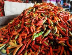 Harga Cabai di Lombok Timur Meroket! Petani Babak Belur, Rantai Pasok Dihancurkan!