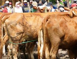 Gila! Ribuan Sapi NTB Melaju Deras ke Jabodetabek, Idul Adha 2025 Jadi Sorotan Nasional!