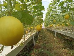 Lombok Tengah Jadi Surga Melon, Petani Raup Untung Besar Berkat Teknologi dan Wisata Panen Langsung!