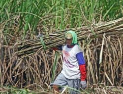 NTB Siap Jadi Lumbung Tebu Nasional, Petani Dapat Dukungan Penuh dari Pemprov
