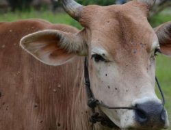 Aksi Solidaritas Polisi dan Warga Selamatkan Ratusan Sapi Terdampar di Pelabuhan Jelang Idul Adha