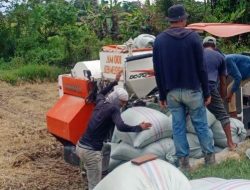Petani Lombok Timur Raup Untung Lebih Besar dengan Kualitas Gabah Terbaik, Meski Jual ke Pengepul