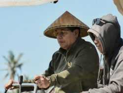 Lombok Timur Catat Rekor Produksi Gabah, Petani Wanasaba Panen 7 Ton per Hektar