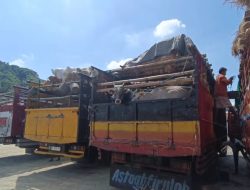 NTB-Bali Kolaborasi Pecah Kebuntuan! Truk Ternak Meluncur Deras, Peternak Senyum Lega