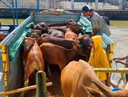 NTB Prioritaskan Kesehatan Sapi, Tunda Sementara Pengiriman Ternak ke Jawa