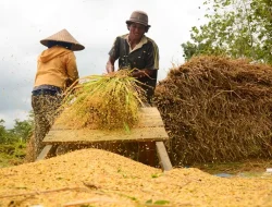 Petani Lombok Barat Hadapi Kelangkaan Buruh Panen, Produktivitas Padi Justru Melonjak!