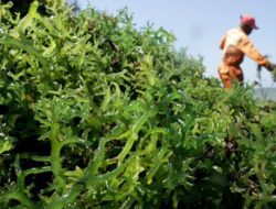 Unram Pimpin Revolusi Industri Rumput Laut Asia Tenggara dengan Pendanaan USD 4 Juta dari Inggris