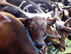 Gelombang Pengiriman Sapi NTB ke Jabodetabek Melonjak Drastis, Siap Penuhi Permintaan Kurban Idul Adha 2025