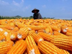 NTB Siap Ekspor Jagung, Produksi Capai 1,8 Juta Ton – Bulog Perluas Gudang