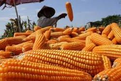 NTB Beli Panen Jagung 1 Juta Ton, Gudang Penuh, Petani Dapat Edukasi, Bulog Siap Serbu Pasar!