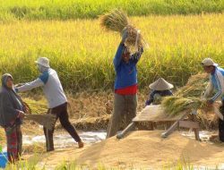 Petani NTB Raih Keberhasilan Panen Raya, Bulog Perkuat Dukungan Serap Gabah