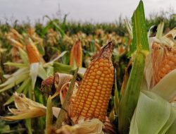Solusi Revolusioner Pemerintah untuk Selamatkan Petani Jagung, Harga Mulai Bangkit!