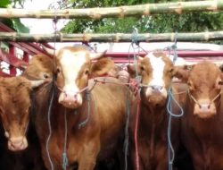 NTB LOCKDOWN Pengiriman Sapi Kurban! Ini Langkah Drastis untuk Selamatkan Ribuan Hewan