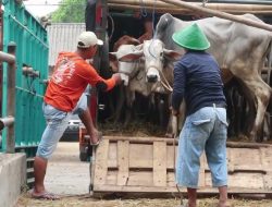 Gubernur NTB Tancap Gas Atasi Antrean Ternak Kurban, 86 Truk Sapi Sudah Meluncur ke Jawa!