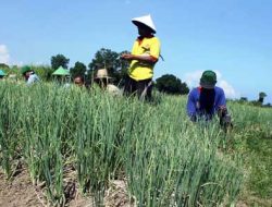 17.395 Petani Lombok Timur Dapat Perlindungan BPJS Ketenagakerjaan Berkat Dana Cukai Tembakau, Anggaran Capai Rp2,5 Miliar