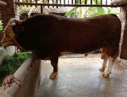 1,05 TON SIAP JADI KURBAN PRESIDEN! Peternak Lombok Tengah Pecahkan Rekor dengan Sapi Super Seharga Rp120 Juta