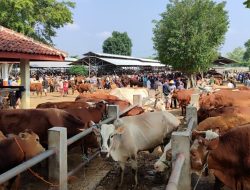 Luar Biasa! Pasar Ternak Masbagik Banjir Pembeli, Harga Sapi Melambung Tinggi Jelang Idul Adha – Transaksi Tembus 700 Ekor per Hari!