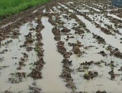 Banjir Rendam Lahan Tembakau Lombok Barat, Petani Berjuang Hadapi Kerugian dengan Semangat Tinggi