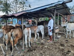 Peternak NTB Bersemangat Minta Percepatan Izin Pengiriman Ternak untuk Dongkrak Ekonomi Daerah