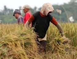 LOMBOK TENGAH RAIH REKOR PANEN 52.000 HEKTARE PADI, TARGET 97.000 HEKTARE DI 2025 MENUJU SWASEMBADA BERAS NASIONAL
