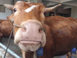 NTB Siagakan 140 Ribu Vaksin PMK Gratis, Pastikan Hewan Kurban Sehat Jelang Idul Adha!