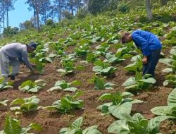 Petani Tembakau Sekotong Menanti Janji BPJS Ketenagakerjaan, Kontribusi Rp29 Miliar Tak Diimbangi Perlindungan