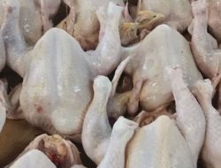 Harga Ayam di NTB Melambung Tinggi, Pasokan Menyusut Drastis – Konsumen Beralih ke Alternatif Lain!