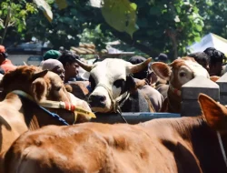 NTB penuhi Jabodetabek dengan 28.637 Ekor Ternak Kurban, Siap Jadi Pusat Pasokan Nasional!