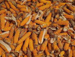 Bulog NTB Serap 78 Ribu Ton Jagung Petani, Harga Dibeli Rp5.500 per Kg
