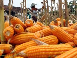 BULOG NTB GEMPUR PASAR JAGUNG, REALISASI 7% TARGET NASIONAL, HARGA PETANI MELONJAK 30%!