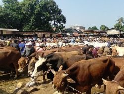 MATARAM SIAPKAN RIBUAN HEWAN KURBAN SUPER SEHAT! INI FAKTA MENCENGANGKAN YANG BIKIN WARGA TAKJUB!