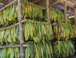 Cuaca Ekstrem Ancam Panen Tembakau NTB – Ketua Komisi II DPRD Minta Pemerintah Bergerak Cepat!