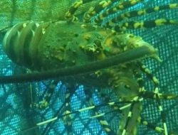 NTB Jadi Gudang NTB Jadi Gudang Benih Lobster! 20 Juta Ekor Siap Dijaga Ketat, Pencuri Akan Dihajar!, Pencuri Akan Dihajar!