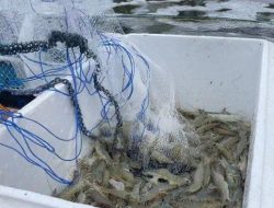 Lombok Timur Hadapi Dilema Besar, Tambak Udang Berkembang Pesat, Kontribusi ke Daerah Masih Minim
