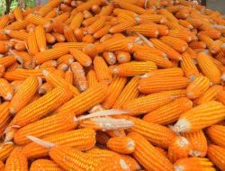 6.000 Ton Jagung Sumbawa Merajai Pasar Filipina – Kiprah Petani Lokal Mengubah Nasib di Kancah Global