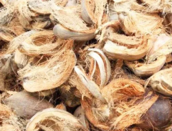 Sabut Kelapa Buka Jalan Ekonomi Hijau di Sumbawa Barat