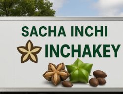 Soroti Hilirisasi Sacha Inchi, Dewan Jangan Lupakan Jagung, Kopi, dan Porang Petani Lokal!