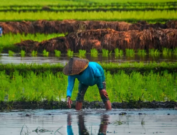 Petani NTB Diimbau Hindari Tanam Palawija, Padi Jadi Pilihan Utama