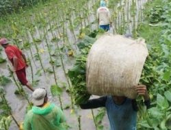 Nasib Petani Tembakau Lombok Tengah di Ujung Tanduk Akibat Hujan